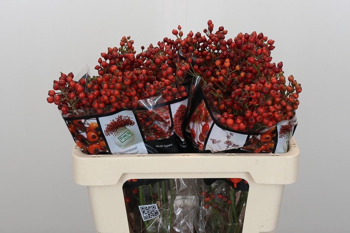<h4>Rozenbottel Autumn Rosefruits</h4>