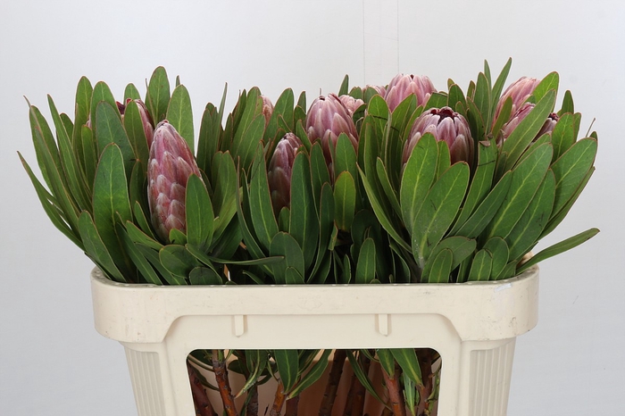 <h4>Protea Pink Ice</h4>