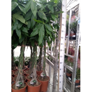 Pachira aquatica