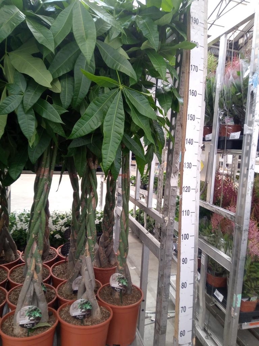 <h4>Pachira aquatica</h4>