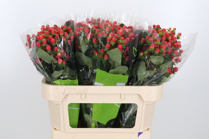 <h4>Hyp Tomato Flair</h4>