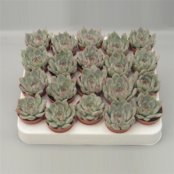 <h4>Echeveria Secunda</h4>