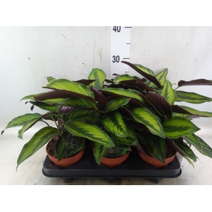 Calathea  'Beautystar'