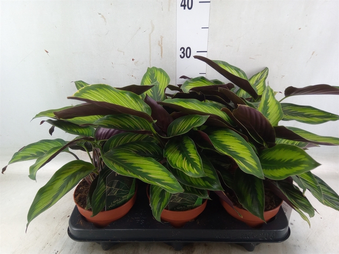 <h4>Calathea  'Beautystar'</h4>