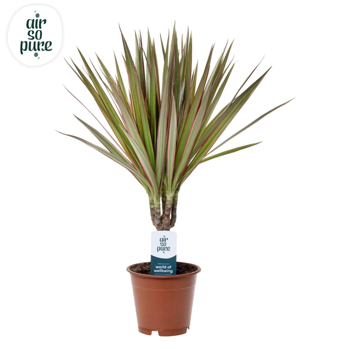 <h4>Dracaena Bicolor p12</h4>