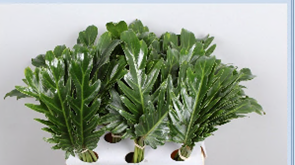 <h4>Philodendron Xanadu</h4>