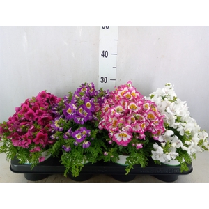 Schizanthus  'Atlantis'  .cultivars