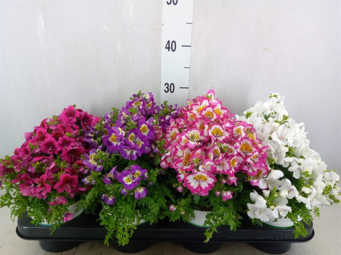 <h4>Schizanthus  'Atlantis'  .cultivars</h4>