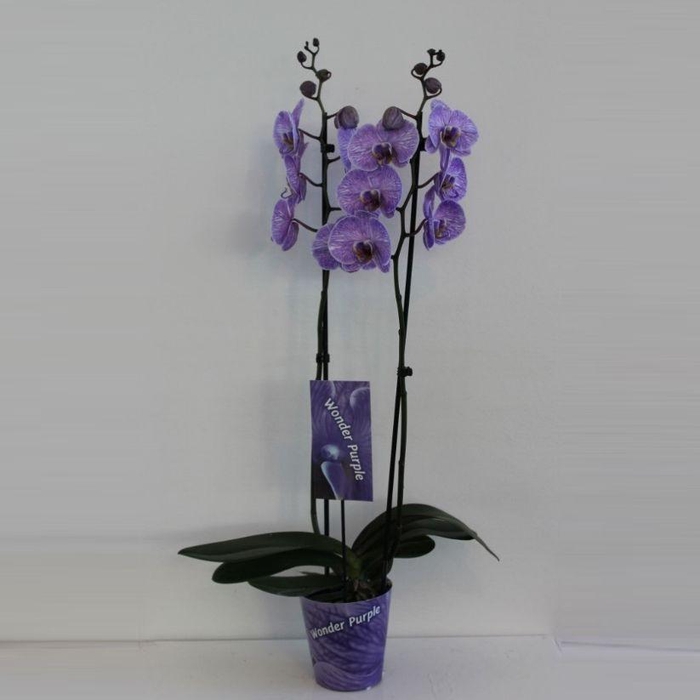 <h4>Wonder Purple 2 tak</h4>