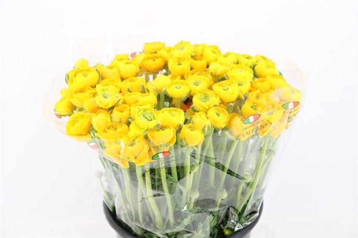 <h4>Ran Elegance Yellow</h4>