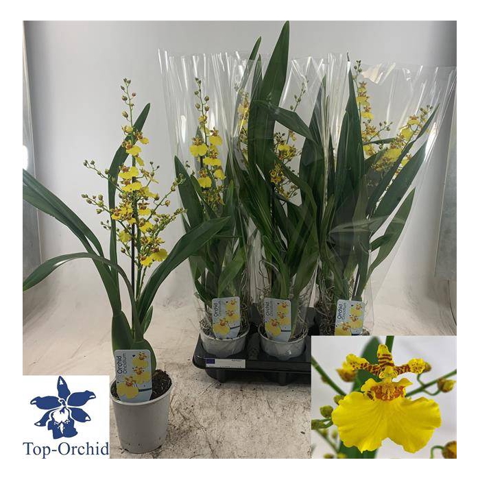 <h4>Oncidium (Cites) 12Ø 60cm 1st</h4>