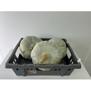 CUCURBITA GRAU-GRÜN