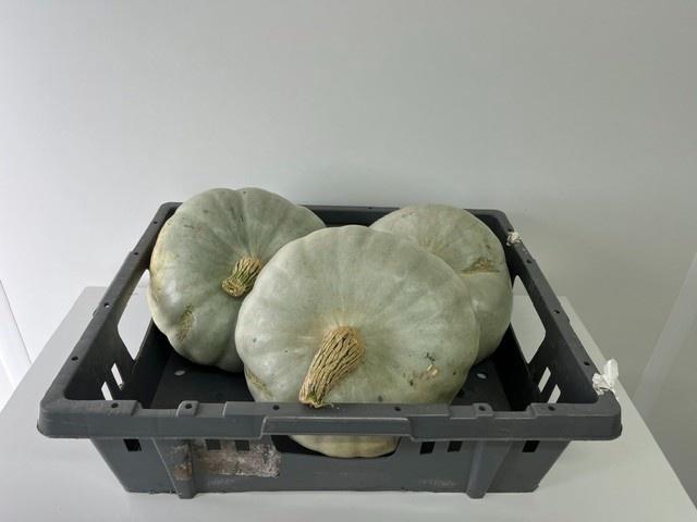<h4>CUCURBITA GRAU-GRÜN</h4>