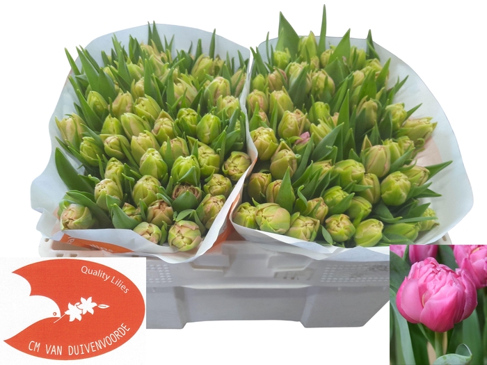 <h4>TU DU TOUCHSTONE</h4>