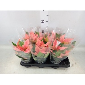 Euphorbia pulc. 'Pink Champagne'