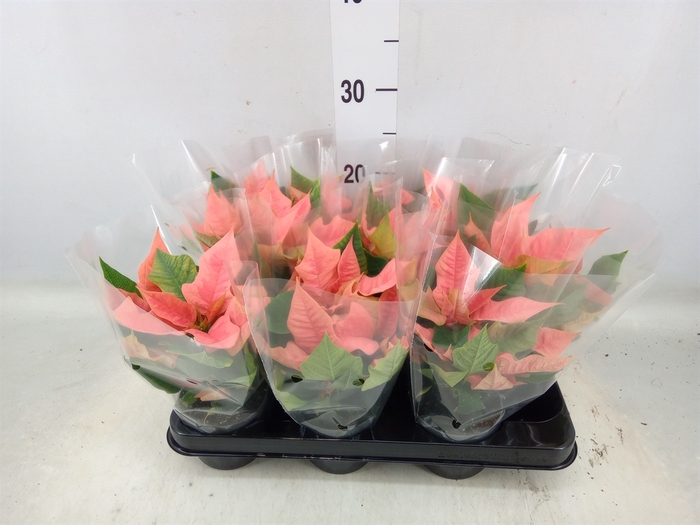 <h4>Euphorbia pulc. 'Pink Champagne'</h4>