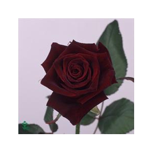 R Gr Black Baccara