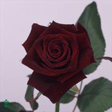 <h4>R Gr Black Baccara</h4>