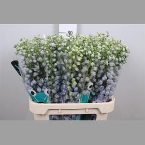 Delph Du Guard Lavender