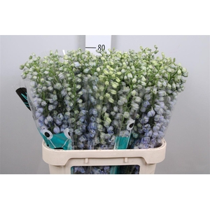 Delph Du Guard Lavender