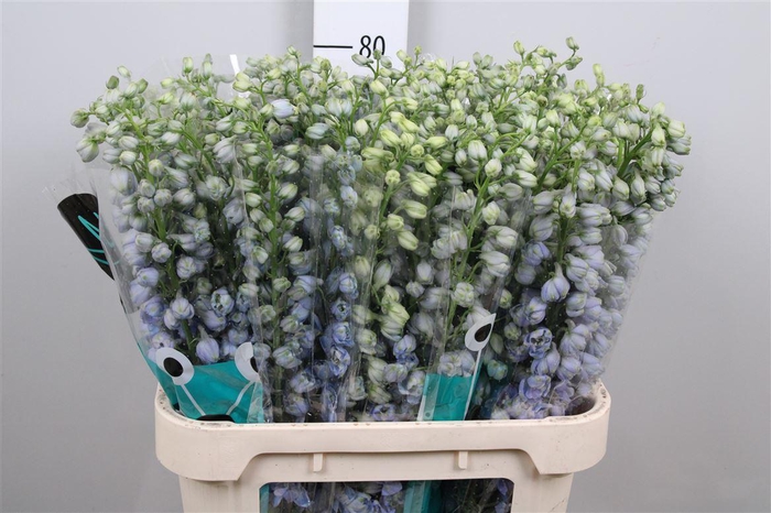 <h4>Delph Du Guard Lavender</h4>