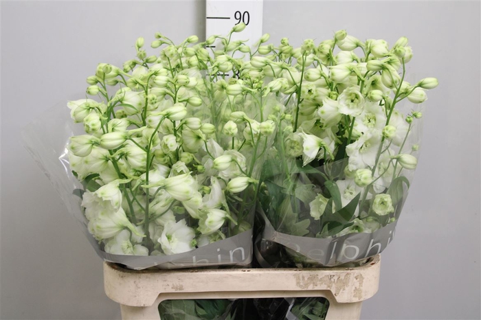 <h4>Delph Du Centu White</h4>
