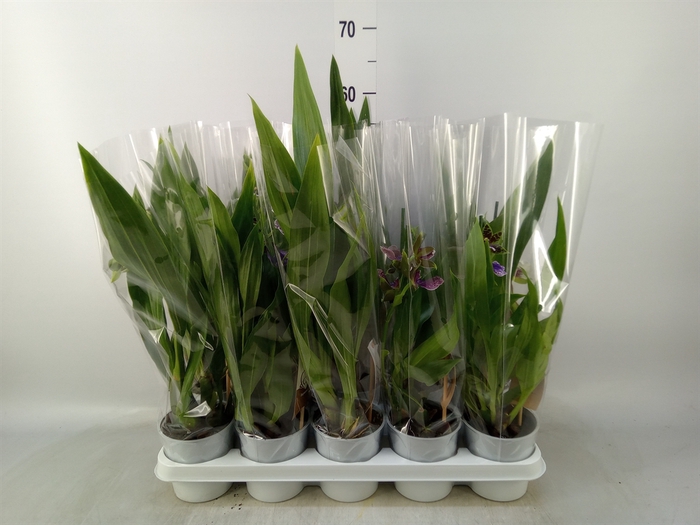 <h4>Zygopetalum  'Louisendorf'</h4>