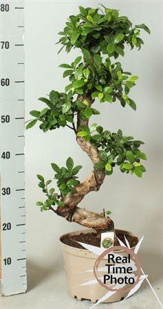 <h4>Fic Mi Ginseng</h4>