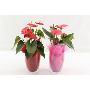Anthurium 12 cm Red & Pink mix in Fenna Glass with fabric