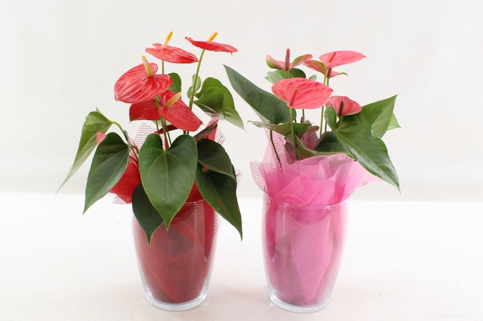 <h4>Anthurium 12 cm Red & Pink mix in Fenna Glass with fabric</h4>