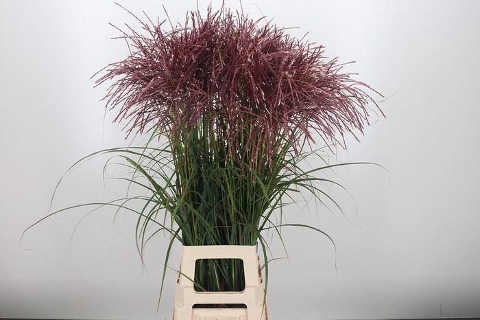 <h4>Miscanthus Rotfede</h4>