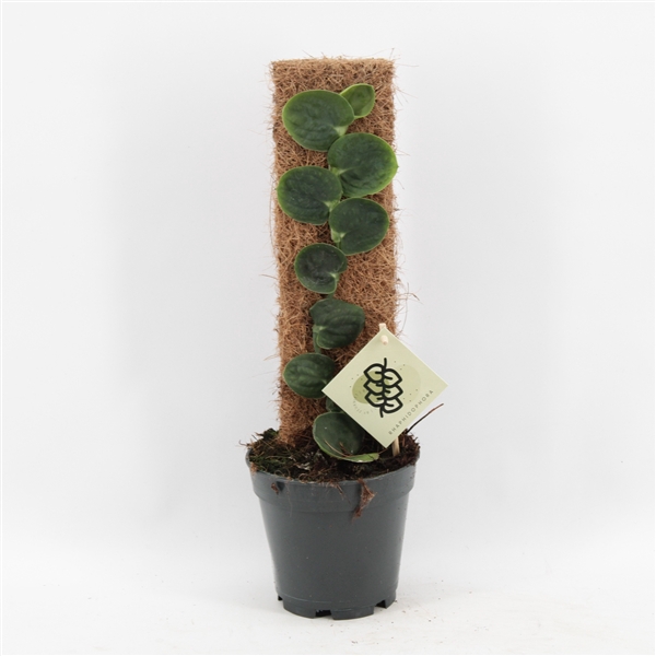 <h4>Rhaphidophora Celatocaulis</h4>