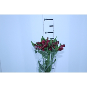 ALSTROEMERIA MARIAN 080 CM VERMELHO