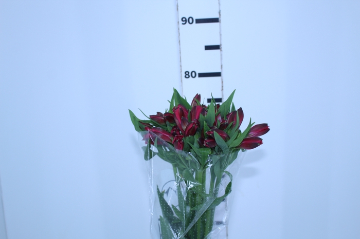 ALSTROEMERIA MARIAN 080 CM VERMELHO