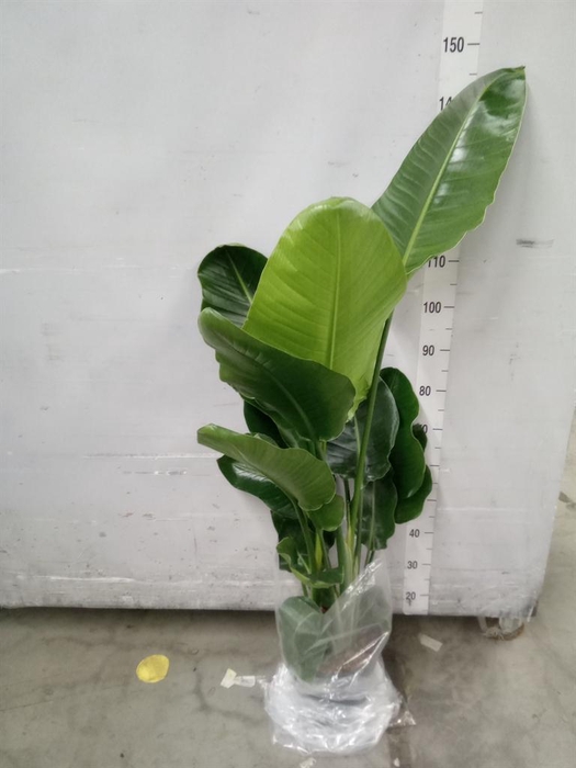 <h4>Strelitzia nicolai</h4>