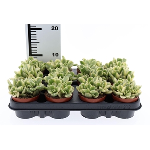 Cotyledon tome. ladys.