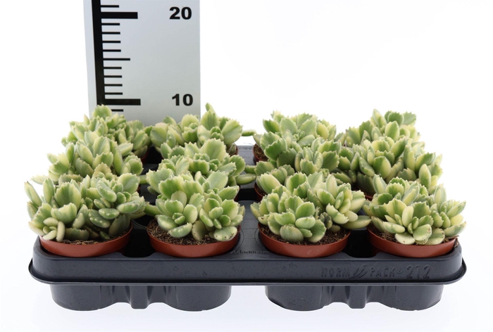 <h4>Cotyledon tome. ladys.</h4>