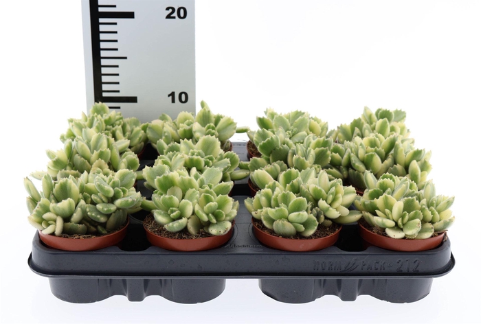 <h4>Cotyledon tome. ladys.</h4>