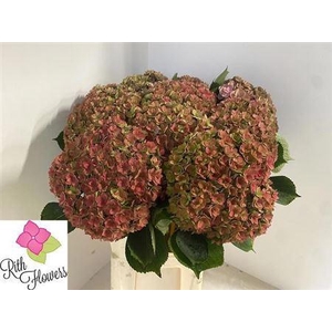 Hydr M Royal Kiss Cl