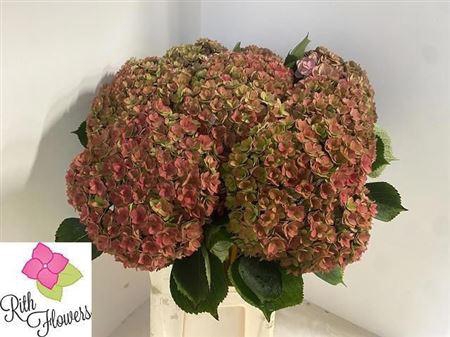 <h4>Hydr M Royal Kiss Cl</h4>