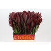 Leucadendron Saf Sunset Dark R.Spray