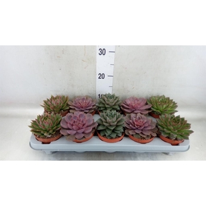 Echeveria   ...mix