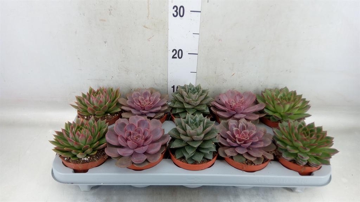 <h4>Echeveria   ...mix</h4>
