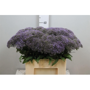 Trach Bl Lake Michig