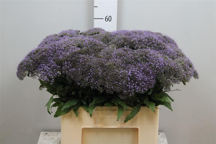 <h4>Trach Bl Lake Michig</h4>