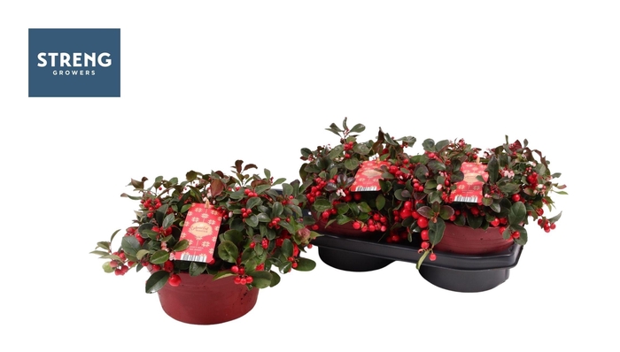 <h4>GAULTH PR BIG BERRY</h4>