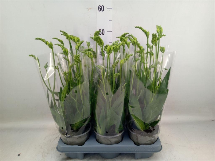 <h4>Freesia  'Ostuni'</h4>