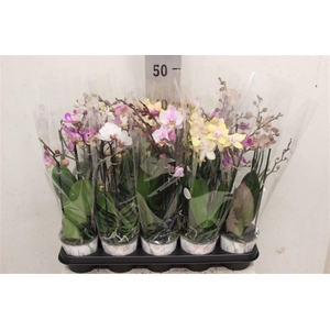 Phalaenopsis gemengd