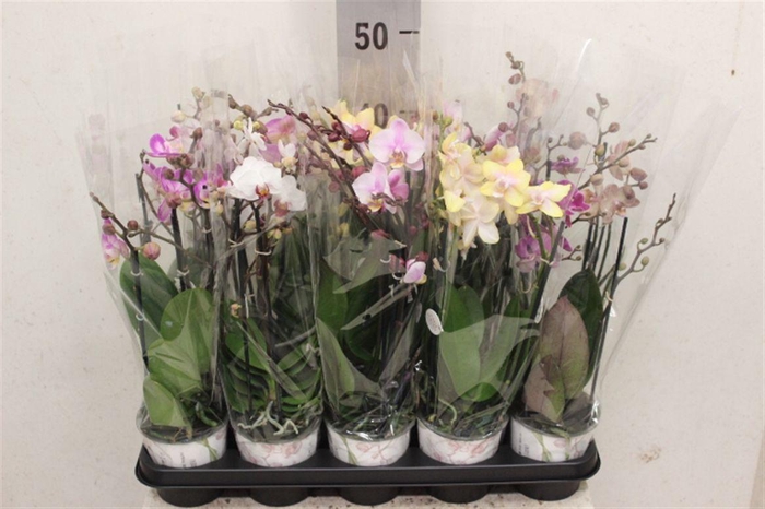 <h4>Phalaenopsis gemengd</h4>