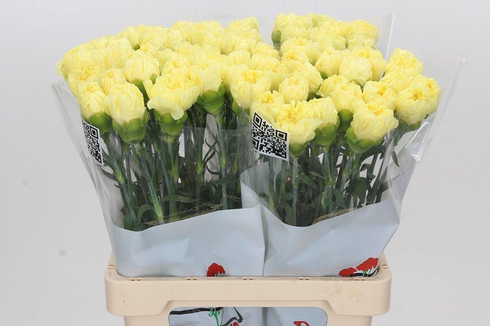 <h4>Dianthus St Diletta</h4>